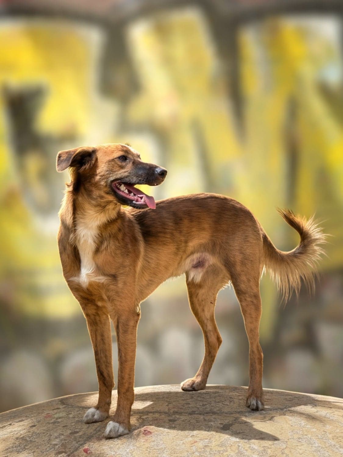 Perro criollo de pie sobre una roca, tranquilo y atento a su entorno