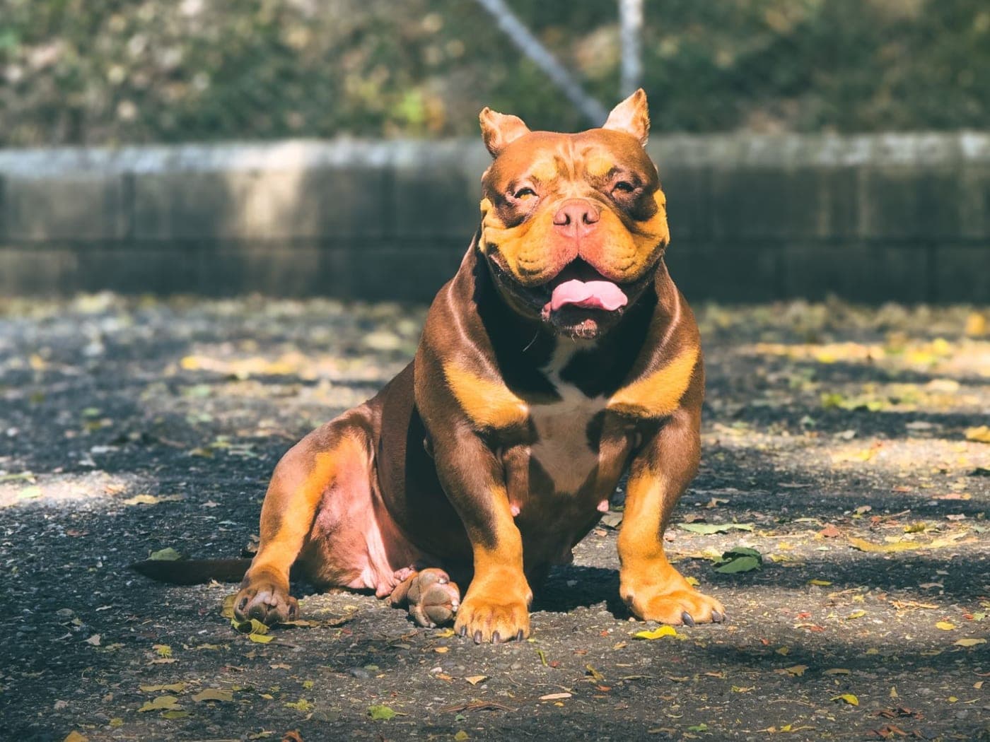 American bully sentado al sol con la lengua afuera
