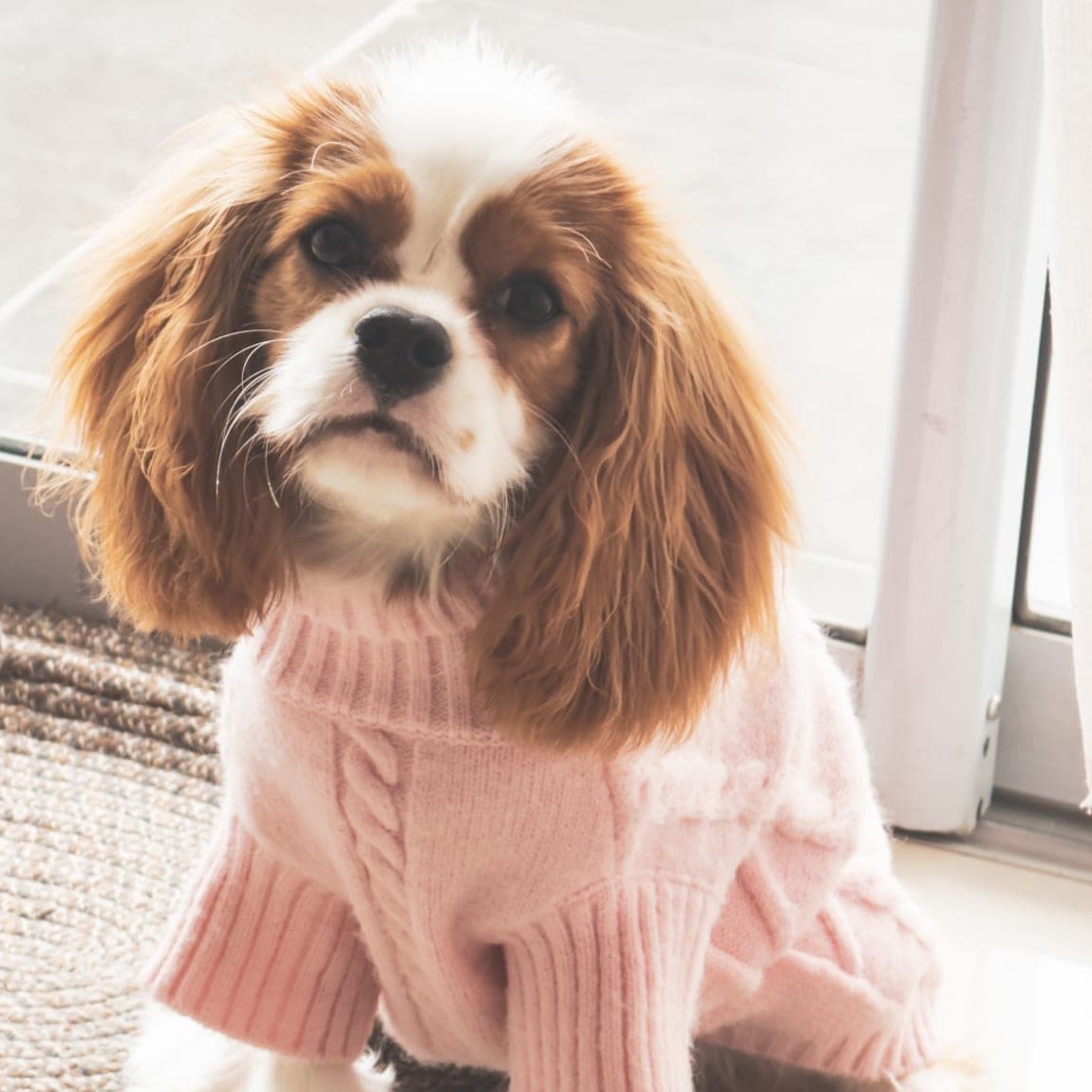 Cavalier King Charles con suéter rosado sentado junto a la ventana