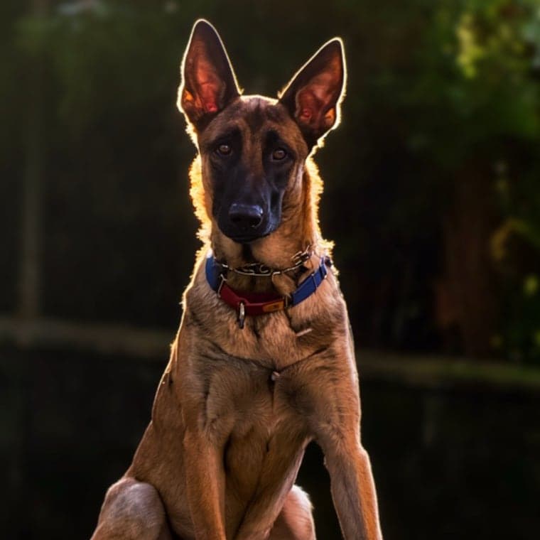 Pastor belga malinois mirando atento a la cámara