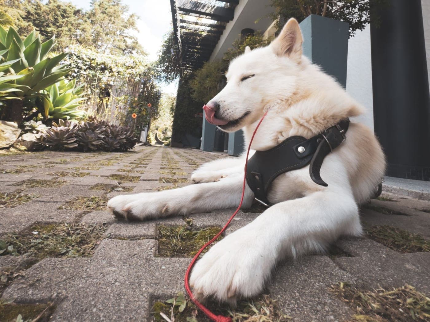 Perro blanco de pelo largo echado y relajado en un jardín