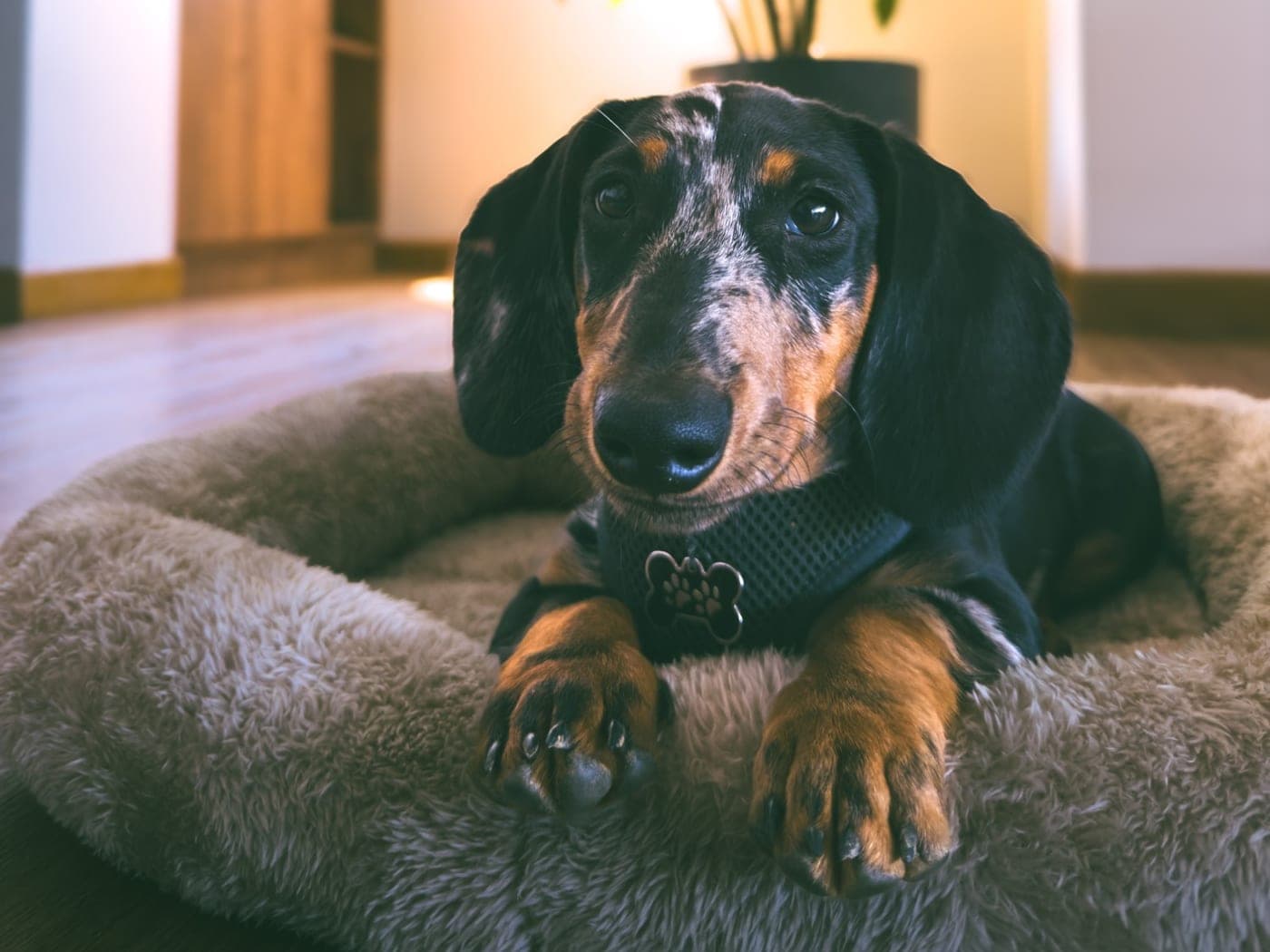 Perro salchicha arlequín descansando en su cama