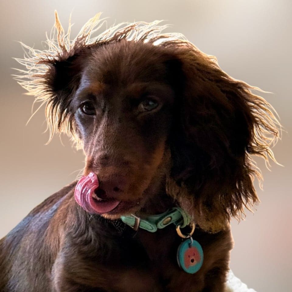 Cachorro salchicha color chocolate con el pelo a contraluz