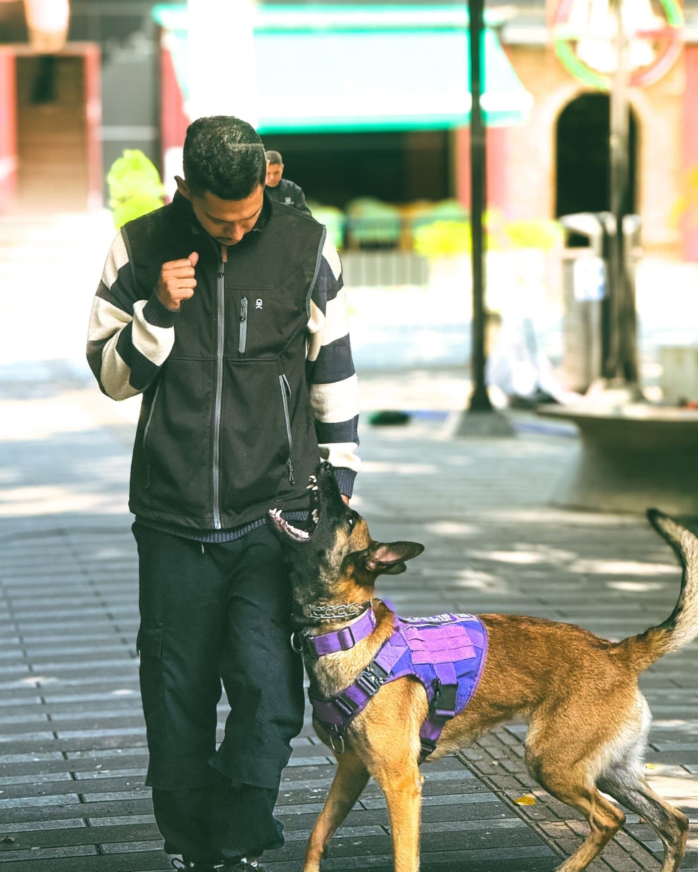 Daniel Londoño trabajando con un pastor belga malinois que lo mira atento durante una sesión de adiestramiento