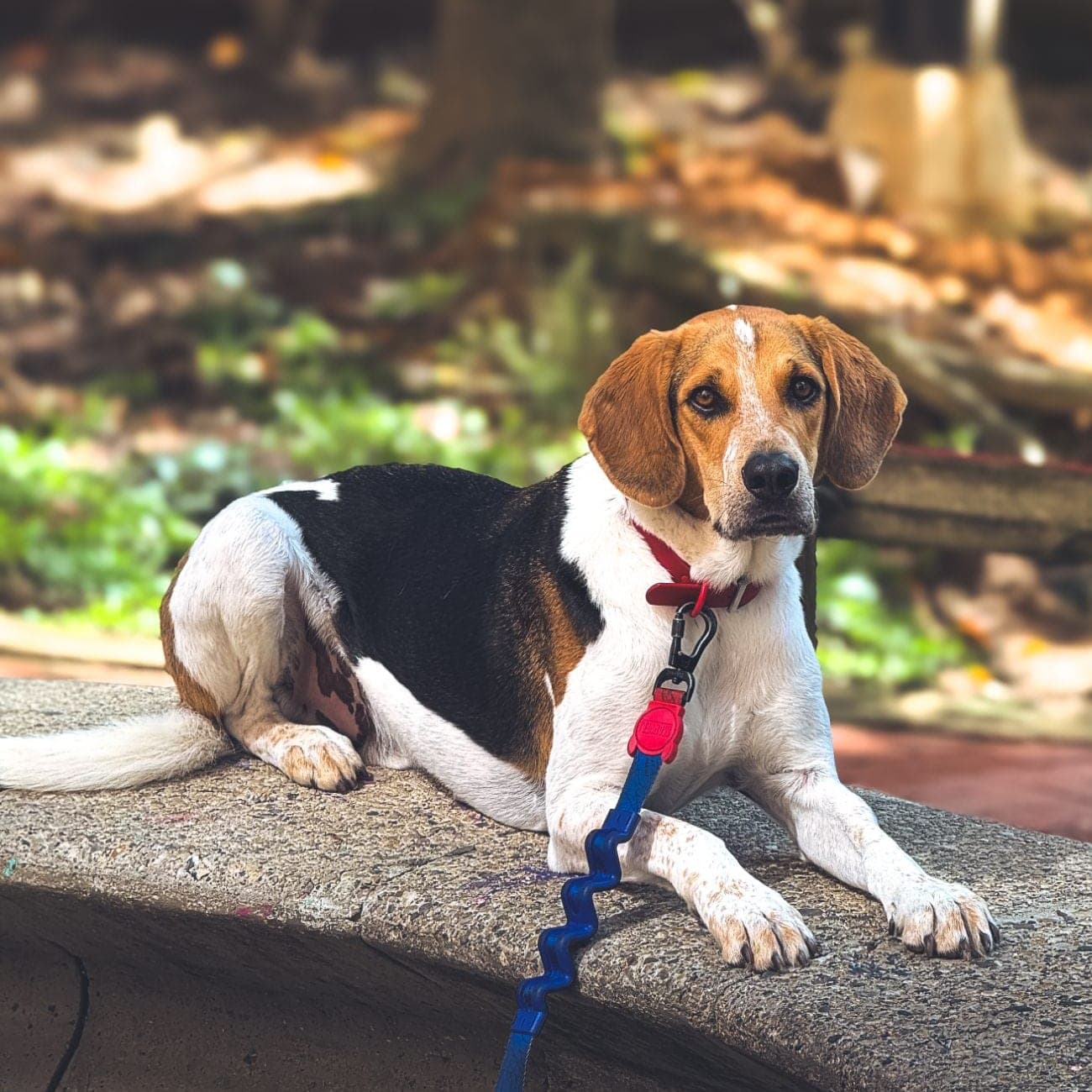 Beagle echado y tranquilo sobre una banca del parque, con la correa puesta