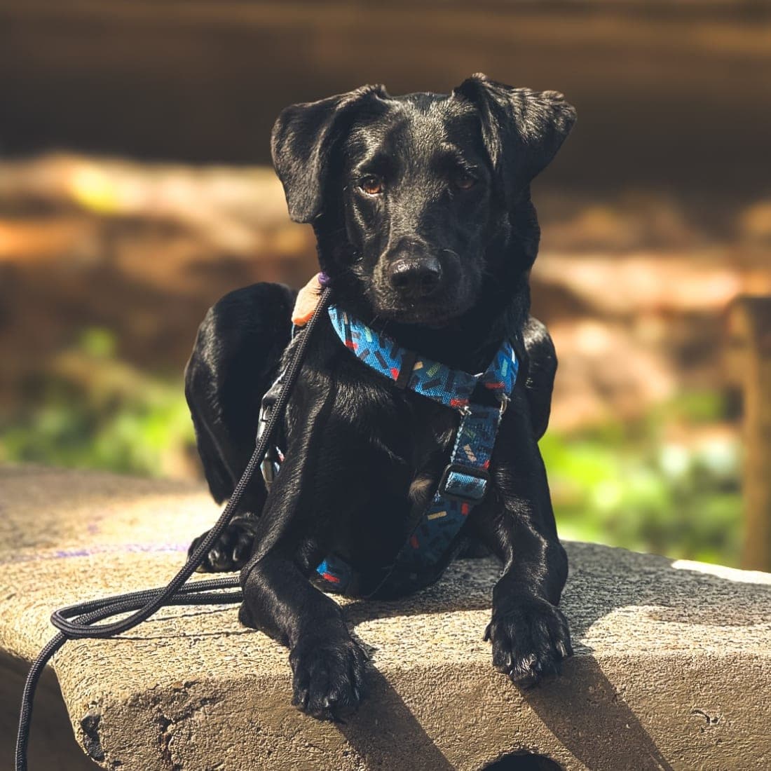 Perro negro echado en calma sobre una banca, esperando la siguiente indicación