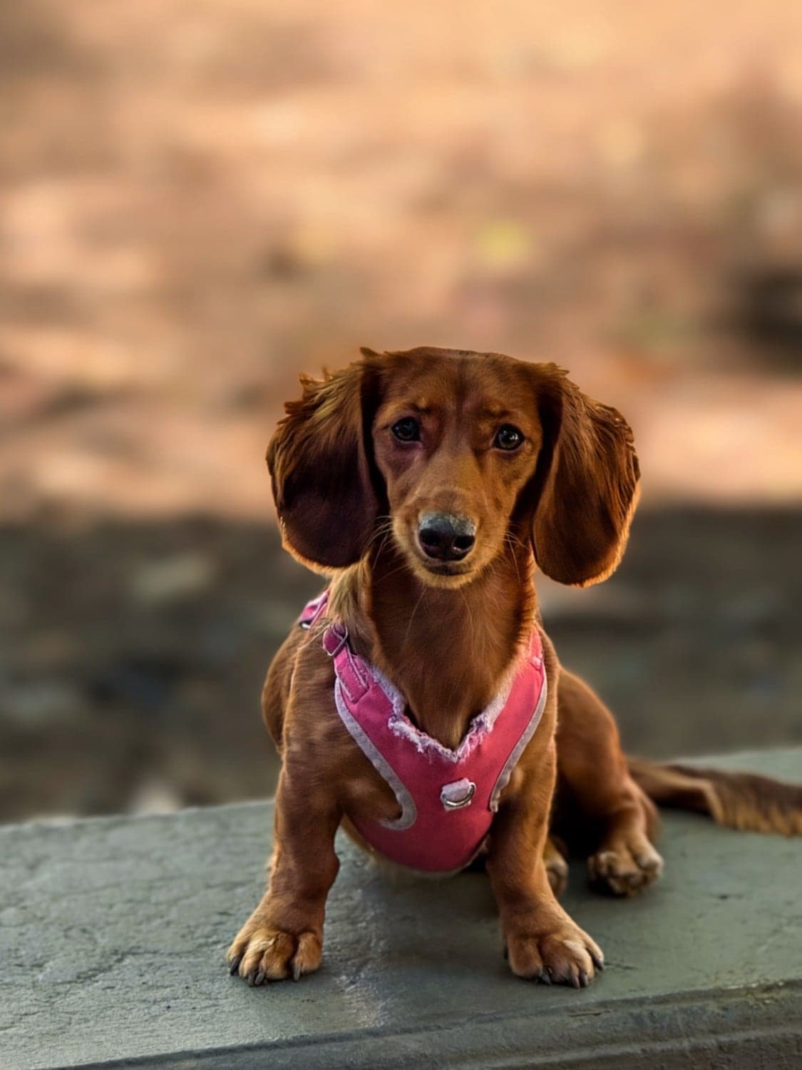 Perro salchicha de pelo largo con arnés rosado sentado sobre un muro