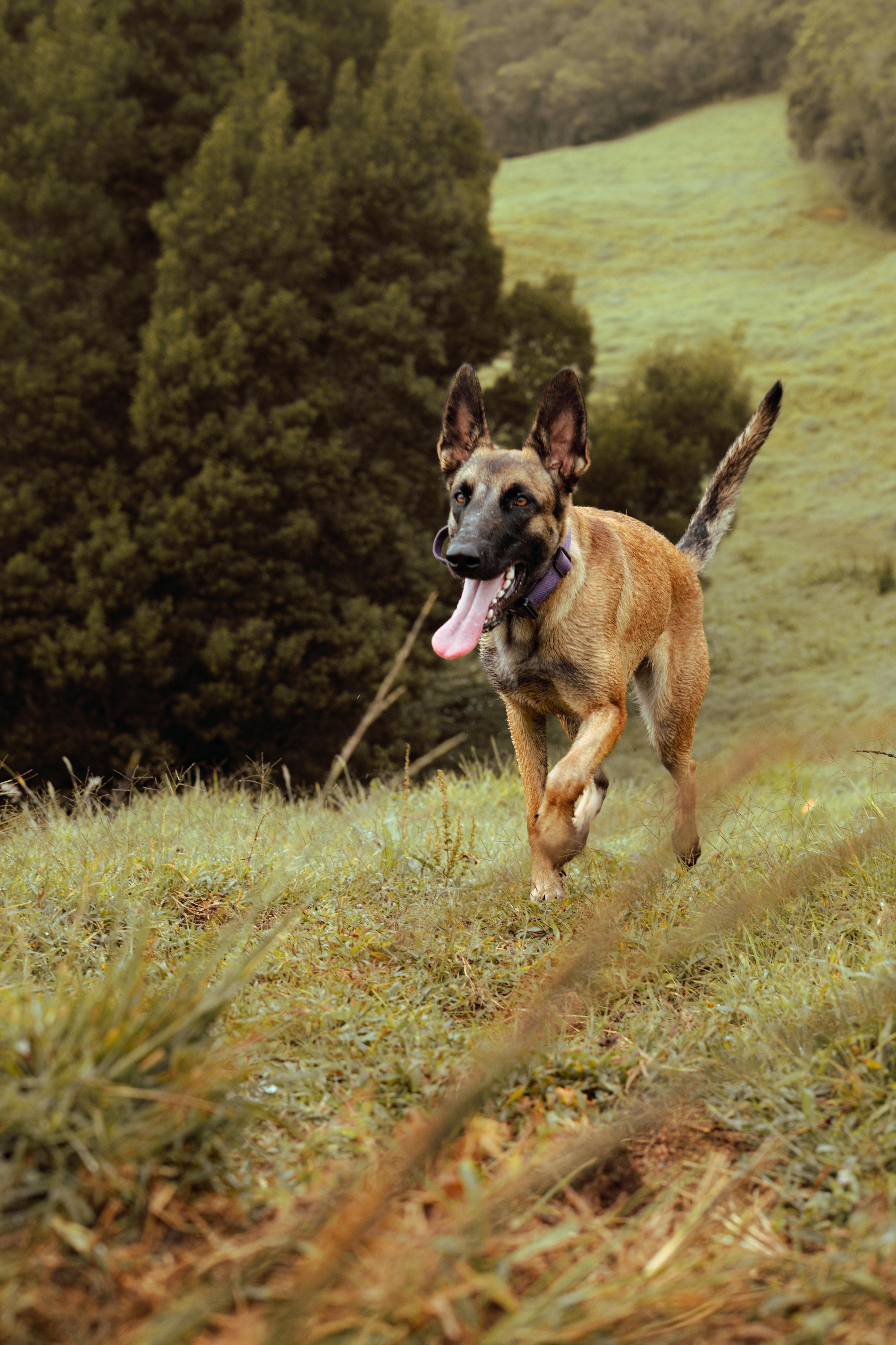 Paquete de adiestramiento canino